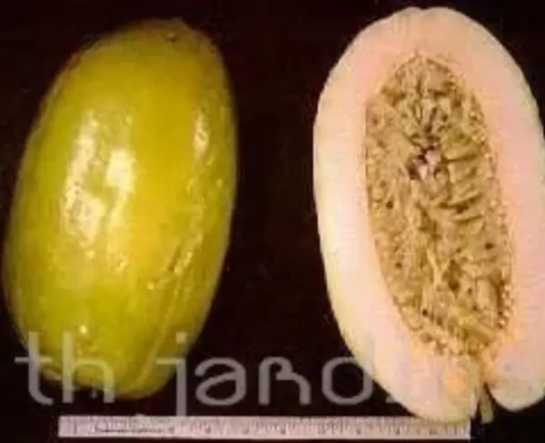 Passiflora Quadrangularis - Maracuja Gigante - Image 4
