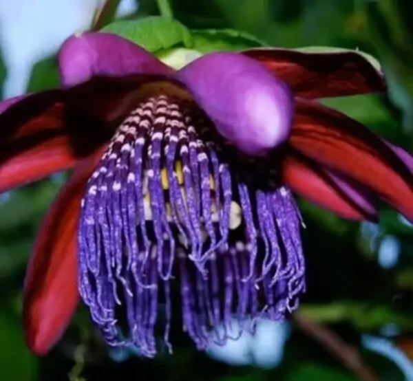 Passiflora Quadrangularis - Maracuja Gigante - Image 5