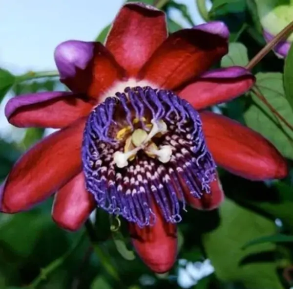 Passiflora Quadrangularis - Maracuja Gigante - Image 6