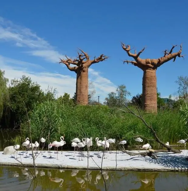 Adansonia perrieri - Baobá Perrieri, Baobá de Madagascar - Imagem 2