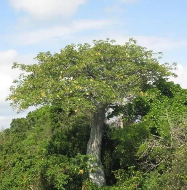 Adansonia perrieri - Baobá Perrieri, Baobá de Madagascar - Imagem 3