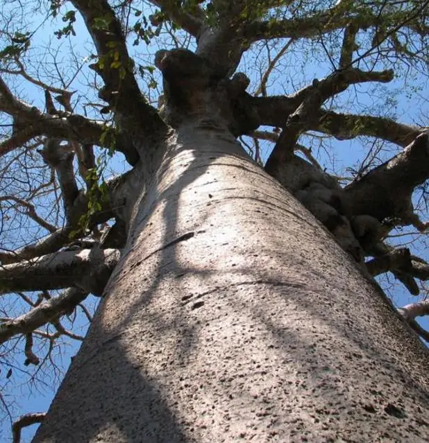 Adansonia perrieri - Baobá Perrieri, Baobá de Madagascar - Imagem 4