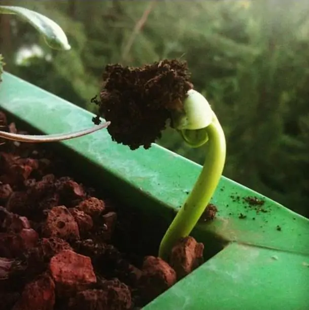 Adansonia perrieri - Baobá Perrieri, Baobá de Madagascar - Imagem 5