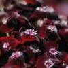 Dianthus barbatus Oeschberg - Flor Divina Oeschberg, Cravo Barbudo, Rosa Oeschberg, Cravina Oeschberg - Image 2