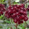 Dianthus barbatus Oeschberg - Flor Divina Oeschberg, Cravo Barbudo, Rosa Oeschberg, Cravina Oeschberg - Image 4