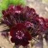 Dianthus barbatus Oeschberg - Flor Divina Oeschberg, Cravo Barbudo, Rosa Oeschberg, Cravina Oeschberg - Image 6