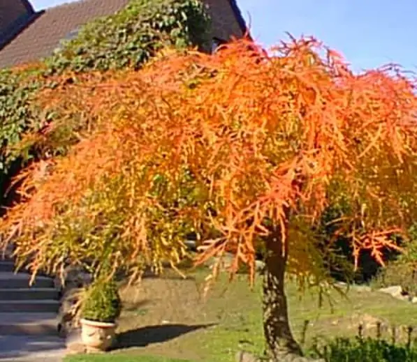 Acer palmatum Dissectum - Maple Folha de Renda, Maple Cascata, Bordo Cascata - Imagem 2