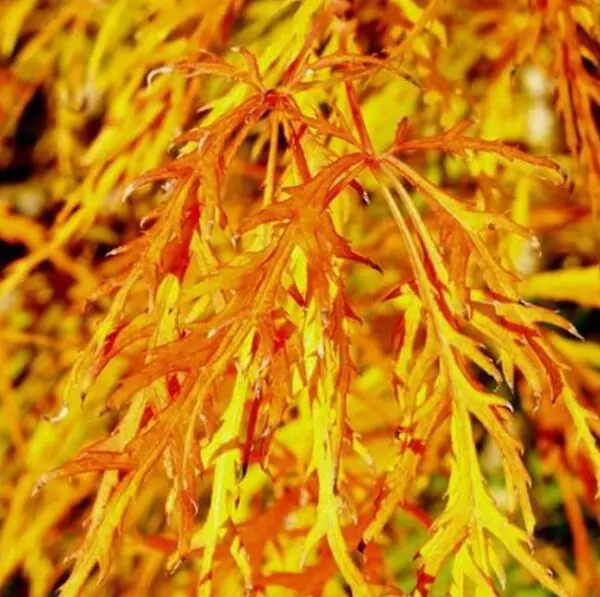 Acer palmatum Dissectum - Maple Folha de Renda, Maple Cascata, Bordo Cascata - Imagem 3