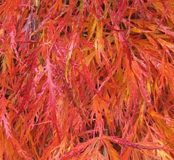 Acer palmatum Dissectum - Maple Folha de Renda, Maple Cascata, Bordo Cascata - Imagem 4