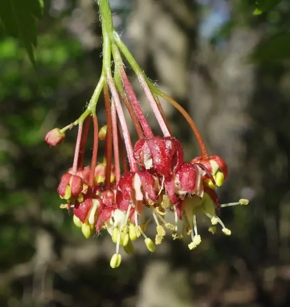 Acer pseudosieboldianum - Maple Purplebloom, Bordo Coreano - Image 6