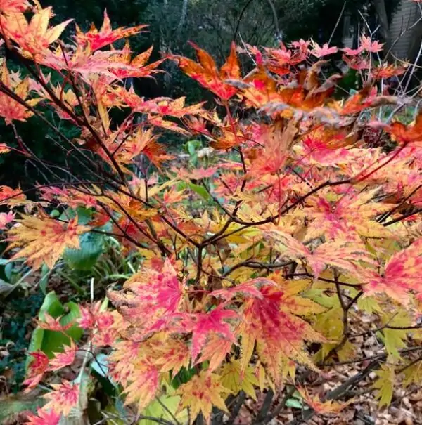 Acer pseudosieboldianum - Maple Purplebloom, Bordo Coreano - Image 8