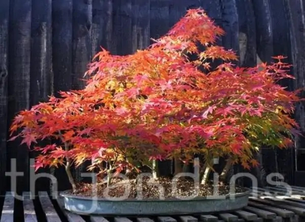 Acer pseudosieboldianum - Maple Purplebloom, Bordo Coreano - Image 9