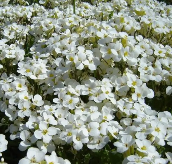 Arabis caucasica Snowfix - Agrião de Rocha do Cáucaso, Luz da Montanha, Wall Rockcress - Image 5