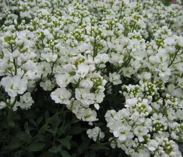 Arabis caucasica Snowfix - Agrião de Rocha do Cáucaso, Luz da Montanha, Wall Rockcress - Image 6