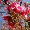 Brachychiton discolor - Árvore de Fogo Rosa, Kurrajong Rosa, Pink Flame Tree, Pink Kurrajong, Lacebark - Image 2