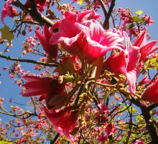 Brachychiton discolor - Árvore de Fogo Rosa, Kurrajong Rosa, Pink Flame Tree, Pink Kurrajong, Lacebark - Image 2