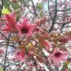 Brachychiton discolor - Árvore de Fogo Rosa, Kurrajong Rosa, Pink Flame Tree, Pink Kurrajong, Lacebark - Image 3