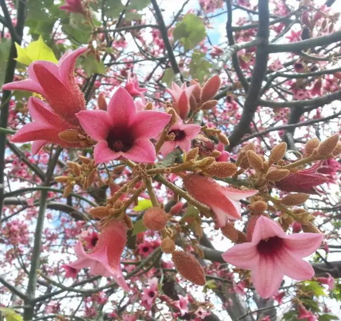 Brachychiton discolor - Árvore de Fogo Rosa, Kurrajong Rosa, Pink Flame Tree, Pink Kurrajong, Lacebark - Imagem 3