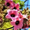 Brachychiton discolor - Árvore de Fogo Rosa, Kurrajong Rosa, Pink Flame Tree, Pink Kurrajong, Lacebark - Image 4