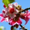 Brachychiton discolor - Árvore de Fogo Rosa, Kurrajong Rosa, Pink Flame Tree, Pink Kurrajong, Lacebark - Image 5