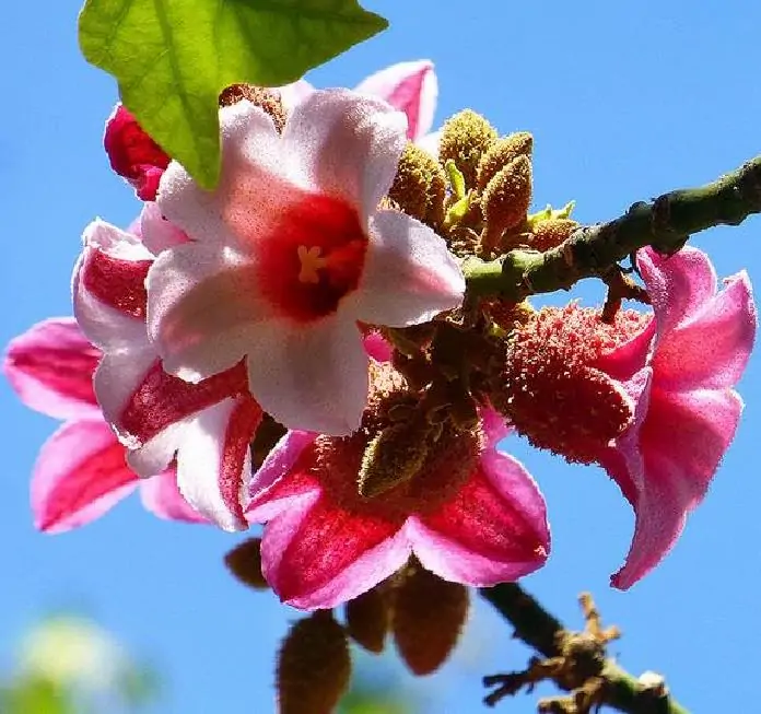 Brachychiton discolor - Árvore de Fogo Rosa, Kurrajong Rosa, Pink Flame Tree, Pink Kurrajong, Lacebark - Imagem 5