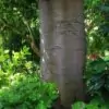 Brachychiton discolor - Árvore de Fogo Rosa, Kurrajong Rosa, Pink Flame Tree, Pink Kurrajong, Lacebark - Image 7