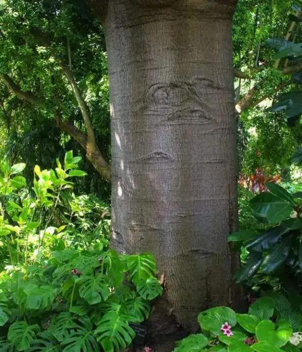 Brachychiton discolor - Árvore de Fogo Rosa, Kurrajong Rosa, Pink Flame Tree, Pink Kurrajong, Lacebark - Image 7