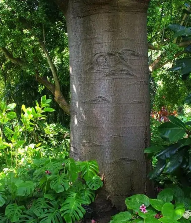 Brachychiton discolor - Árvore de Fogo Rosa, Kurrajong Rosa, Pink Flame Tree, Pink Kurrajong, Lacebark - Imagem 7