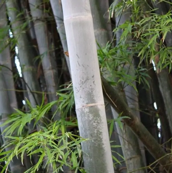 Dendrocalamus membranaceus - Bambu Branco Gigante, Bambu Gigante, Bambu Branco - Imagem 6
