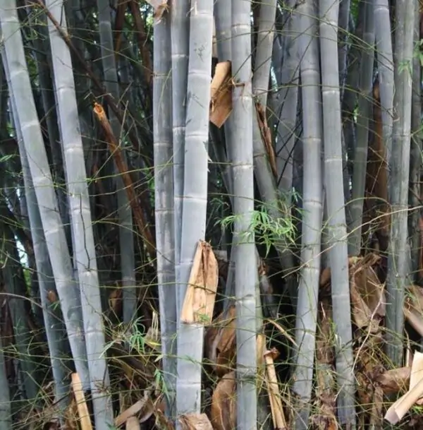 Dendrocalamus membranaceus - Bambu Branco Gigante, Bambu Gigante, Bambu Branco - Imagem 7