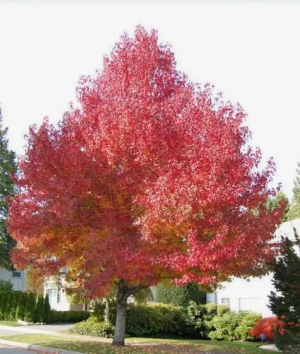 Liquidambar styraciflua - Liquidâmbar, Sweet-gum - Image 3
