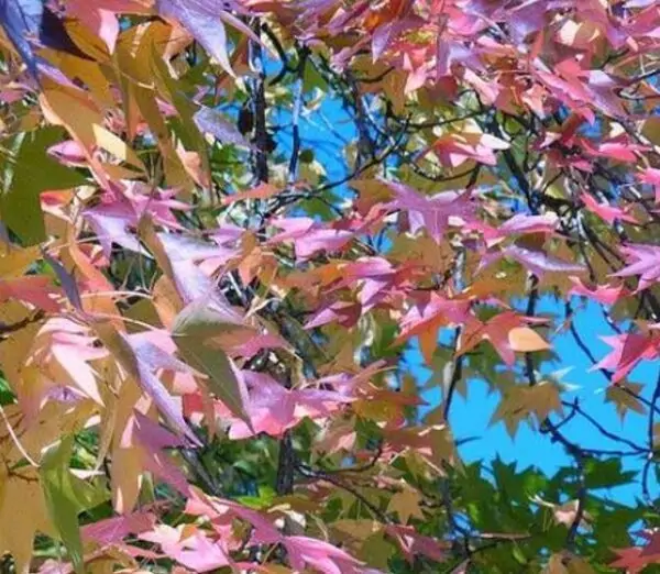 Liquidambar styraciflua - Liquidâmbar, Sweet-gum - Image 4