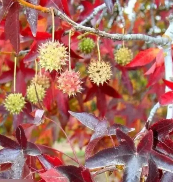 Liquidambar styraciflua - Liquidâmbar, Sweet-gum - Image 7