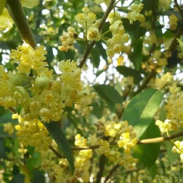 Litsea cubeba - Pimenta da Montanha, May Chang, Litsea Aromática, Cubeba, Pimenta de Java - Imagem 2