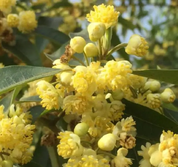 Litsea cubeba - Pimenta da Montanha, May Chang, Litsea Aromática, Cubeba, Pimenta de Java - Imagem 3