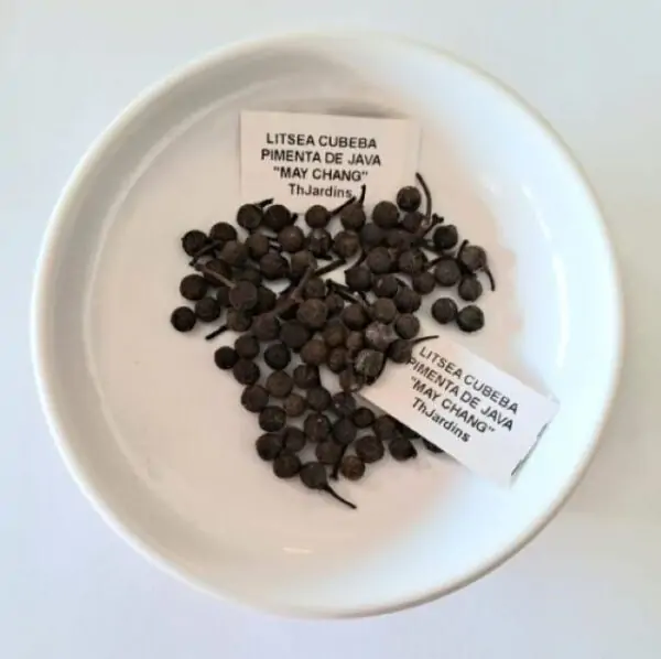 Litsea cubeba - Pimenta da Montanha, May Chang, Litsea Aromática, Cubeba, Pimenta de Java - Imagem 8