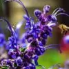 Trichostema lanatum - Alecrim da Califórnia, Alecrim Selvagem Americano, Woolly Blue-Curls