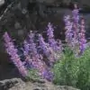 Trichostema lanatum - Alecrim da Califórnia, Alecrim Selvagem Americano, Woolly Blue-Curls - Image 2