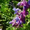Trichostema lanatum - Alecrim da Califórnia, Alecrim Selvagem Americano, Woolly Blue-Curls - Image 3