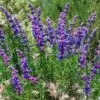 Trichostema lanatum - Alecrim da Califórnia, Alecrim Selvagem Americano, Woolly Blue-Curls - Image 4