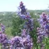 Trichostema lanatum - Alecrim da Califórnia, Alecrim Selvagem Americano, Woolly Blue-Curls - Image 6