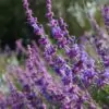 Trichostema lanatum - Alecrim da Califórnia, Alecrim Selvagem Americano, Woolly Blue-Curls - Image 7