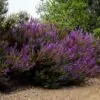 Trichostema lanatum - Alecrim da Califórnia, Alecrim Selvagem Americano, Woolly Blue-Curls - Image 8