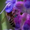 Trichostema lanatum - Alecrim da Califórnia, Alecrim Selvagem Americano, Woolly Blue-Curls - Image 9