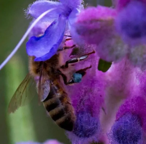 Trichostema lanatum - Alecrim da Califórnia, Alecrim Selvagem Americano, Woolly Blue-Curls - Image 9