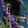 Trichostema lanatum - Alecrim da Califórnia, Alecrim Selvagem Americano, Woolly Blue-Curls - Image 10