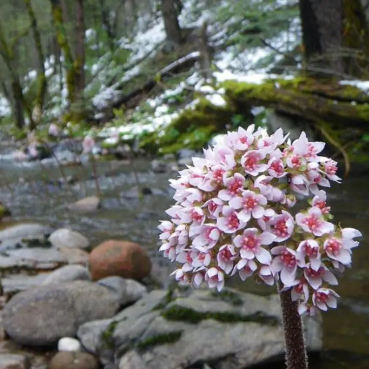 Darmera peltata (Peltiphyllum peltatum) - Planta Guarda-Chuva, Ruibarbo Indiano,Umbrella Plant, Indian Rhubarb - Imagem 2