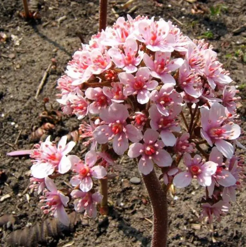 Darmera peltata (Peltiphyllum peltatum) - Planta Guarda-Chuva, Ruibarbo Indiano,Umbrella Plant, Indian Rhubarb - Imagem 3