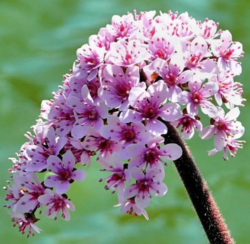Darmera peltata (Peltiphyllum peltatum) - Planta Guarda-Chuva, Ruibarbo Indiano,Umbrella Plant, Indian Rhubarb - Imagem 4