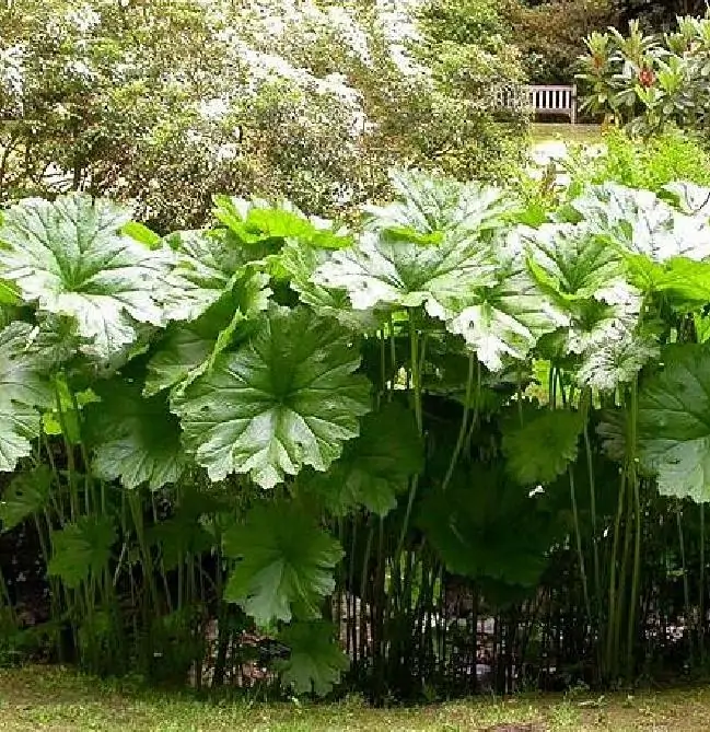 Darmera peltata (Peltiphyllum peltatum) - Planta Guarda-Chuva, Ruibarbo Indiano,Umbrella Plant, Indian Rhubarb - Imagem 5